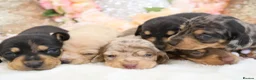Miniature Dachshund dogs for sale: KC Miniature Dachshund Puppies - Advert 26