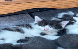 Mixed Breed cats for sale: Black & White Kittens for sale - Image 4