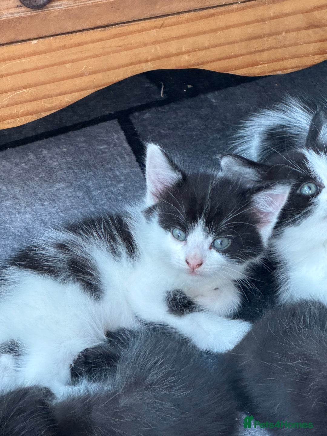 Mixed Breed cats for sale: Black & White Kittens for sale - Image 4