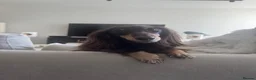 Miniature Dachshund dogs for stud: Miniature Dacshund Stud  - Advert 9