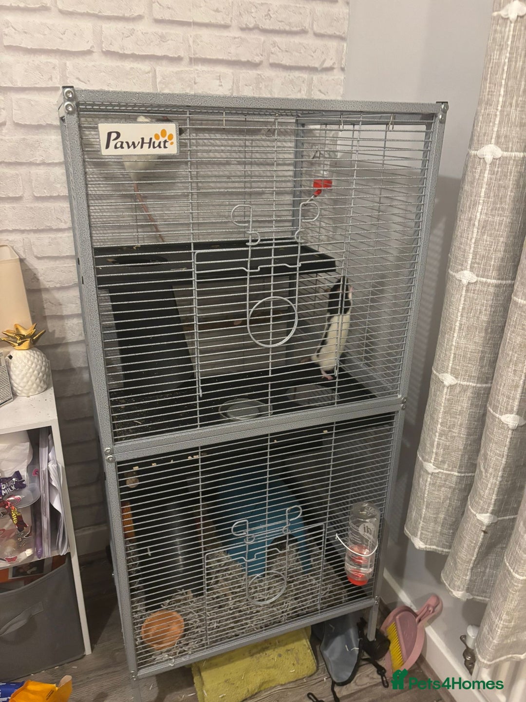 Rat rodents for sale: 4 female pet fancy rats to new home - Advert 2