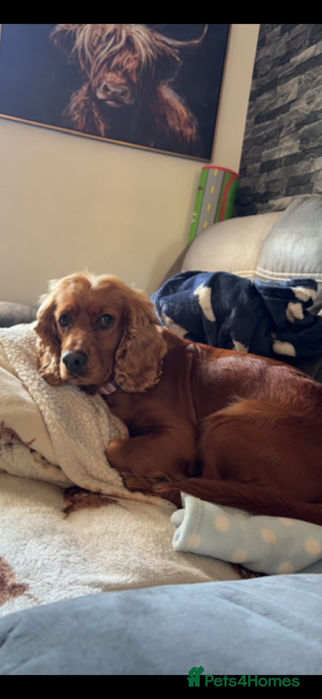 Cocker Spaniel dogs for sale: Show type cocker spaniel  - Advert 2