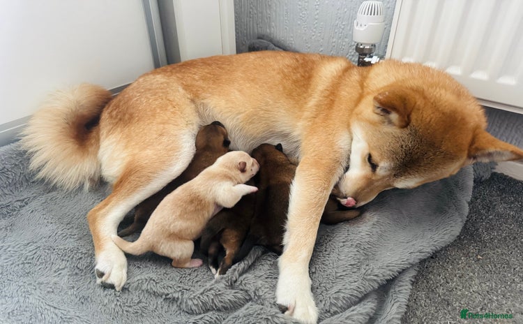 Japanese Shiba Inu dogs - Advert 1