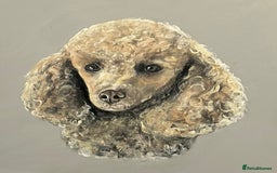 Miniature Poodle dogs for sale: Bred for temperament , health and quality. - Image 12