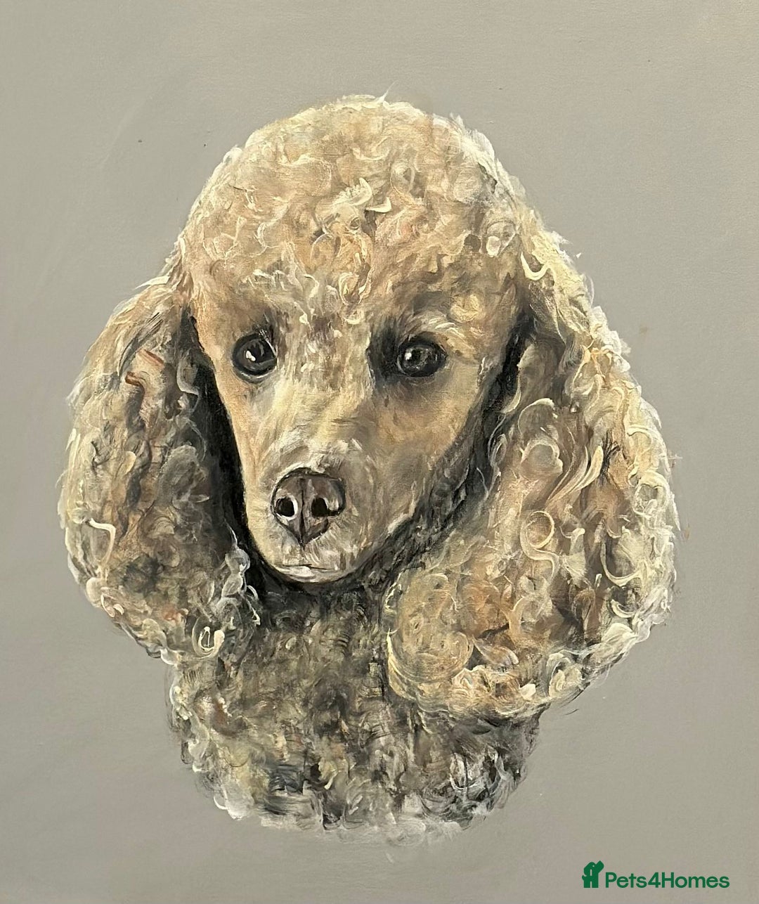 Miniature Poodle dogs for sale: Bred for temperament , health and quality. - Image 12