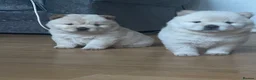 Chow Chow dogs for sale: Beautiful Kc registered chow chow puppies - Advert 14