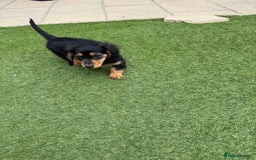 Miniature Dachshund dogs for sale: Miniature Dachshunds Vaccinated and Ready to leave in Harlow - Image 10