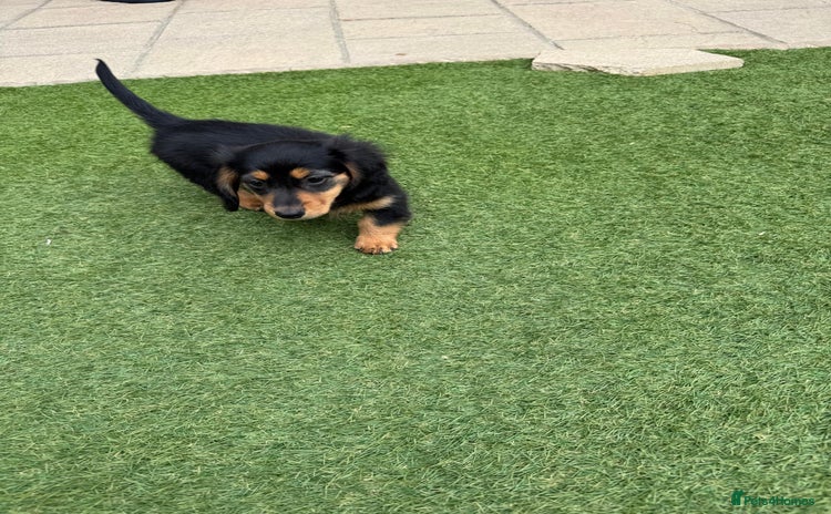 Miniature Dachshund dogs in Harlow - Advert 3