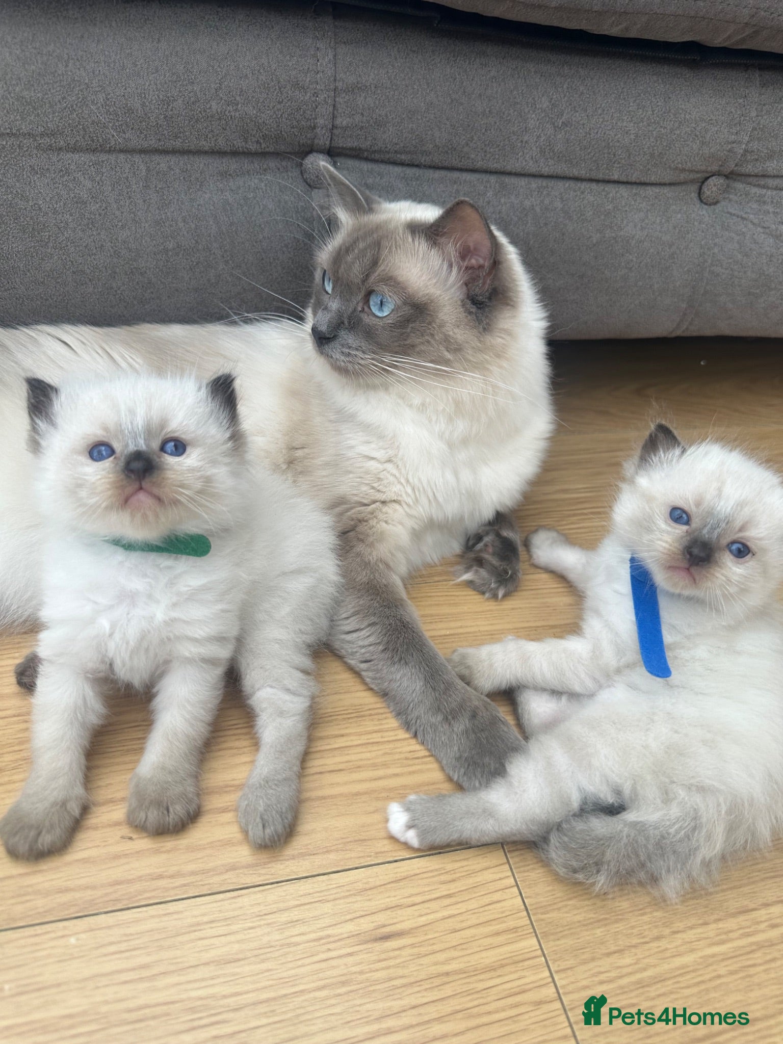 Ragdoll cats Ragdoll kittens  - Advert 5