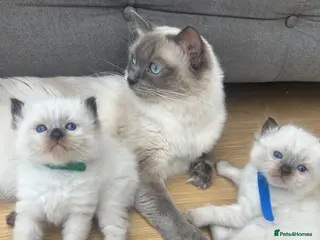 Ragdoll cats Ragdoll kittens - Advert 5