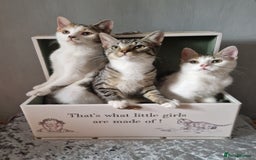 British Shorthair cats for sale: 3 Little Girl Kittens still Looking for new homes! - Image 8