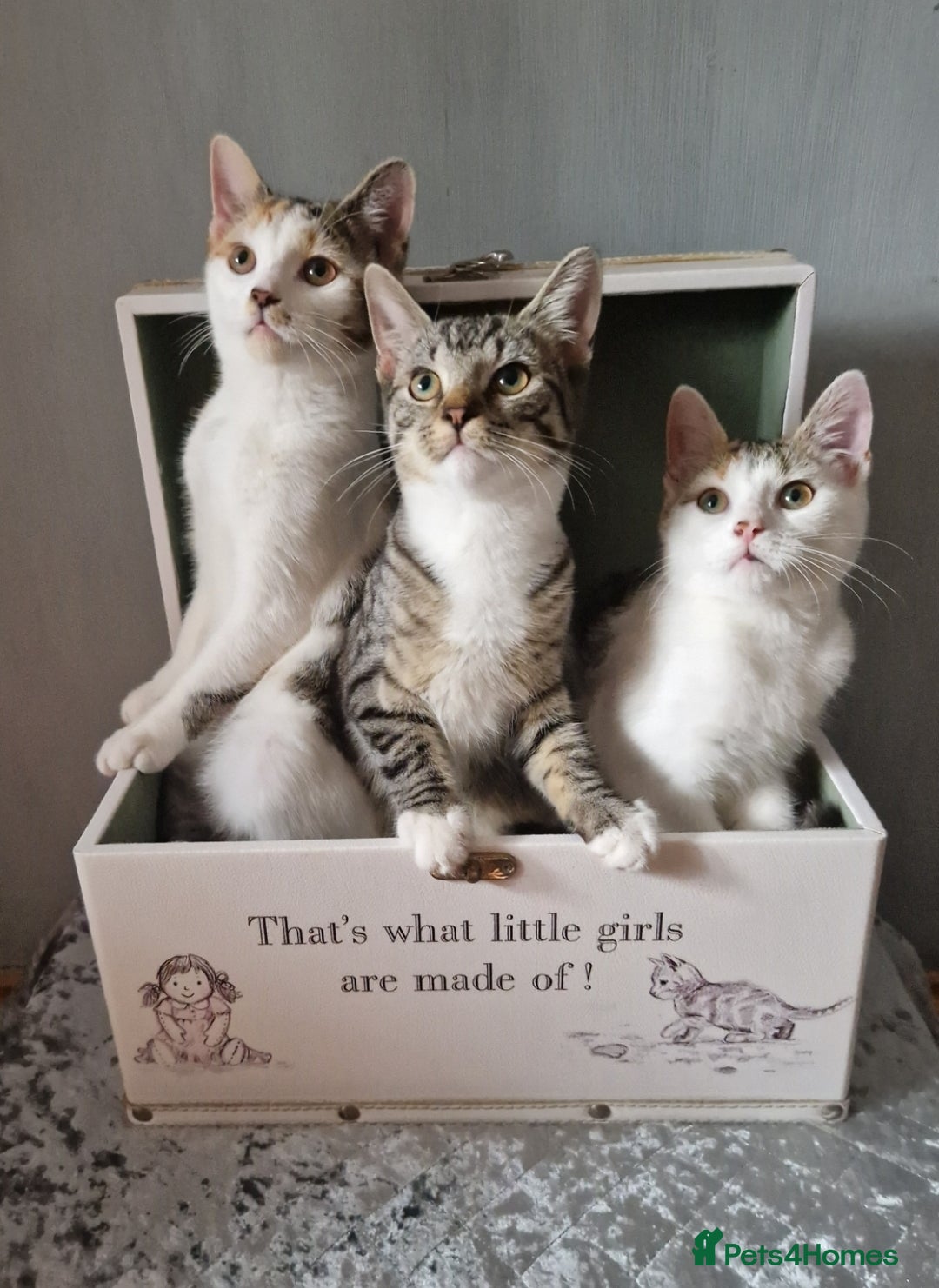 British Shorthair cats for sale: 3 Little Girl Kittens still Looking for new homes! - Image 8