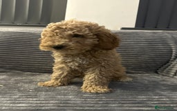 Goldendoodle dogs for sale: Adorable golden doodles - Image 13