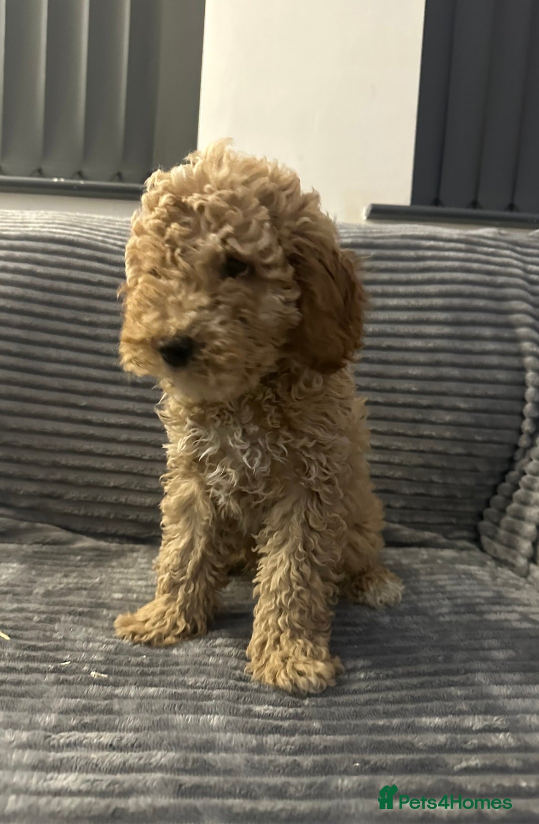 Goldendoodle dogs for sale: Adorable golden doodles - Image 13