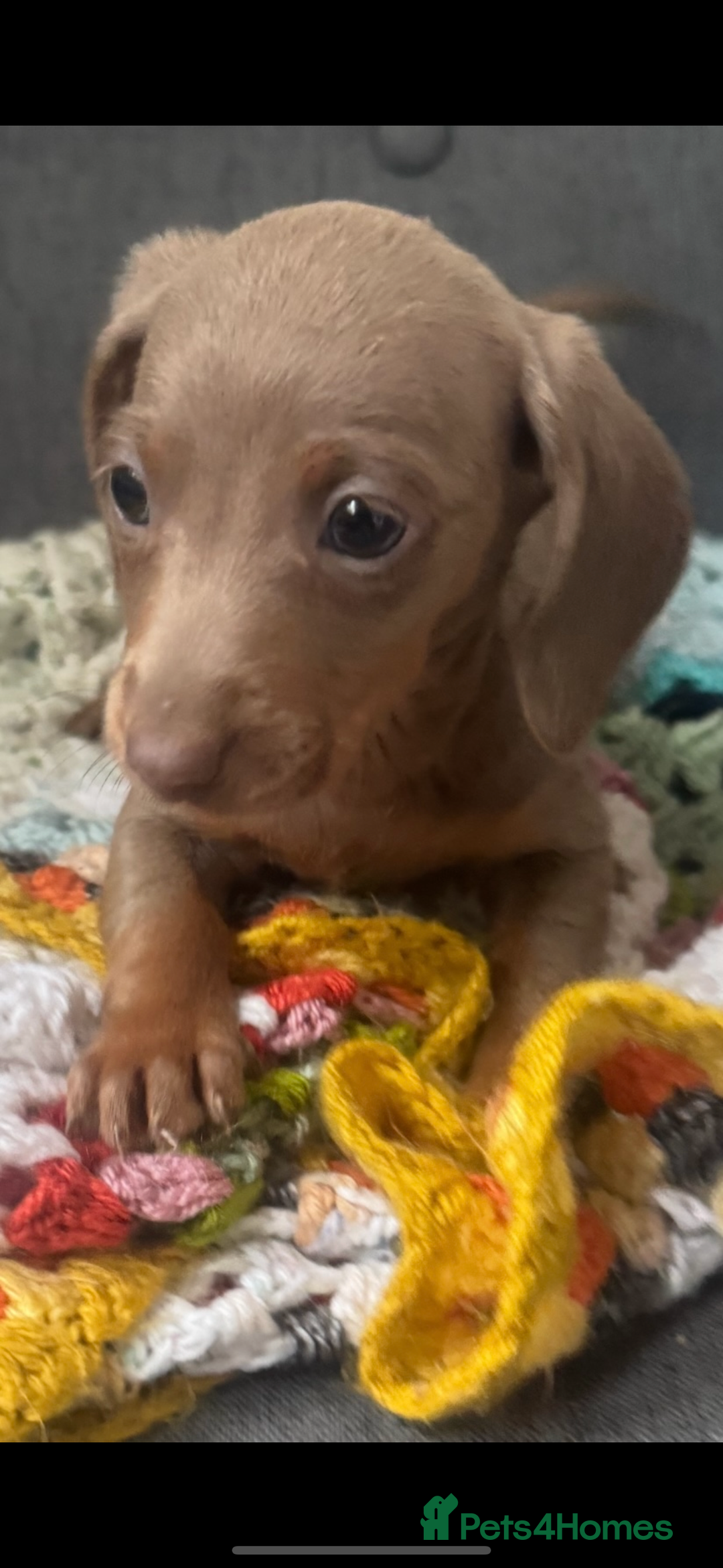 Dachshund dogs for sale: Miniature dachshund puppies  - Image 12