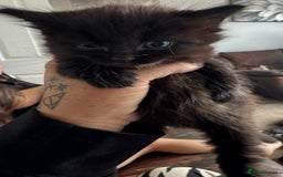 Mixed Breed cats for sale: 4 fluffy part Maine coon kittens  - Image 2