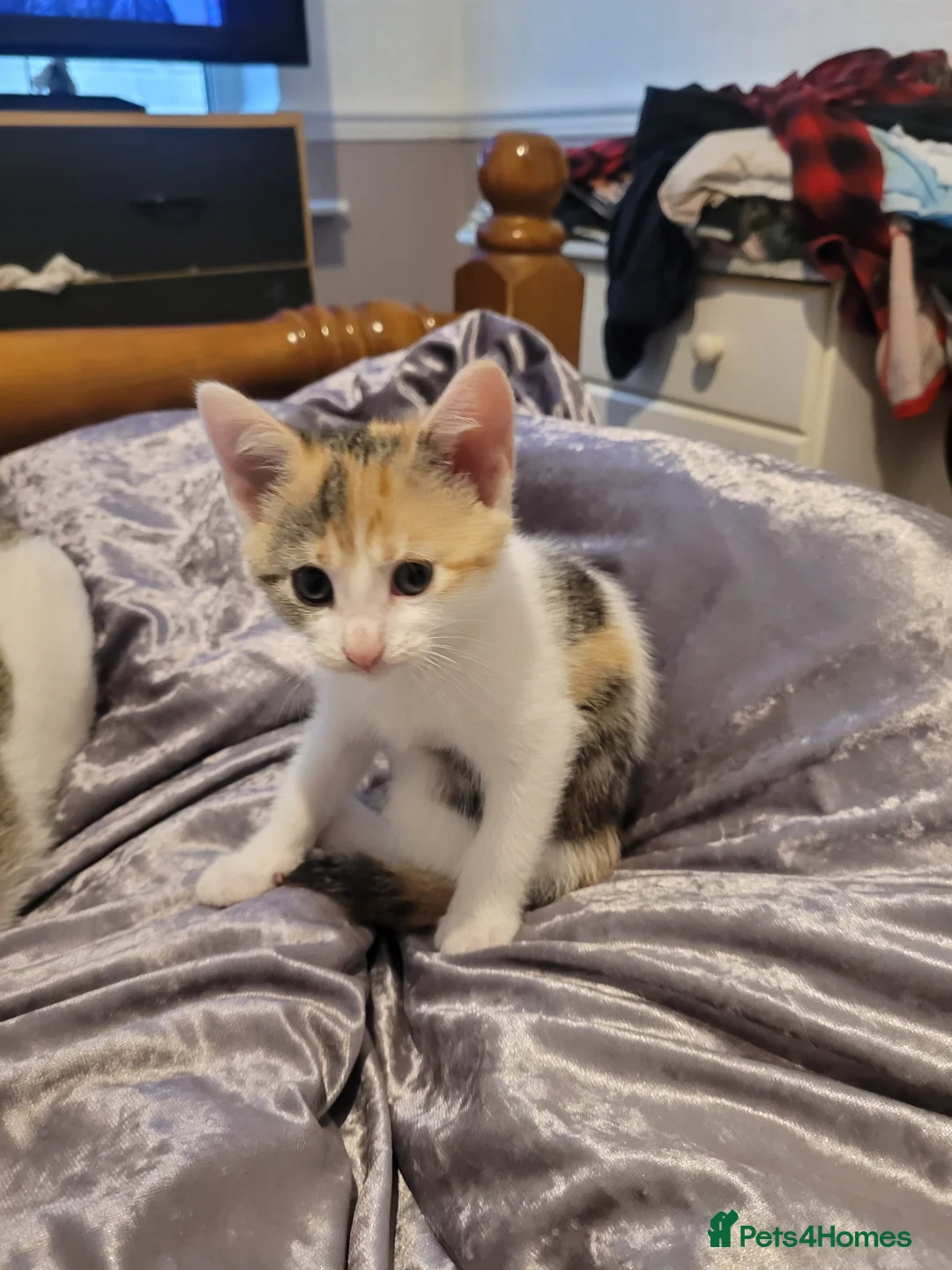 Mixed Breed cats for sale: 2 girls and one boy kittens - Advert 2