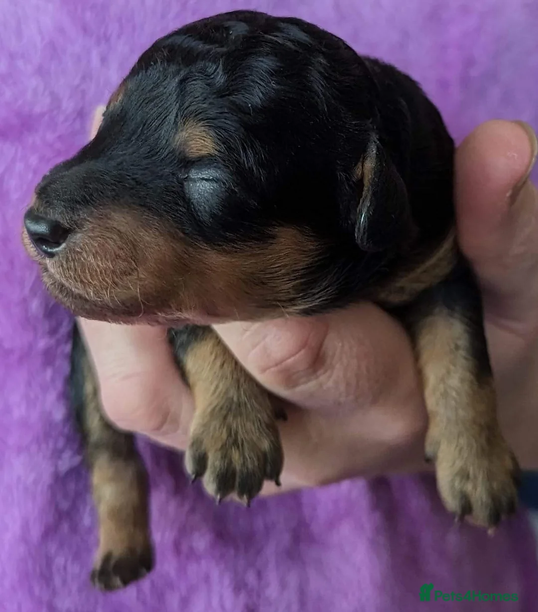 Toy Poodle dogs for stud: *Proven* KC registered Toy Poodle - petite boy in Bolton - Advert 19