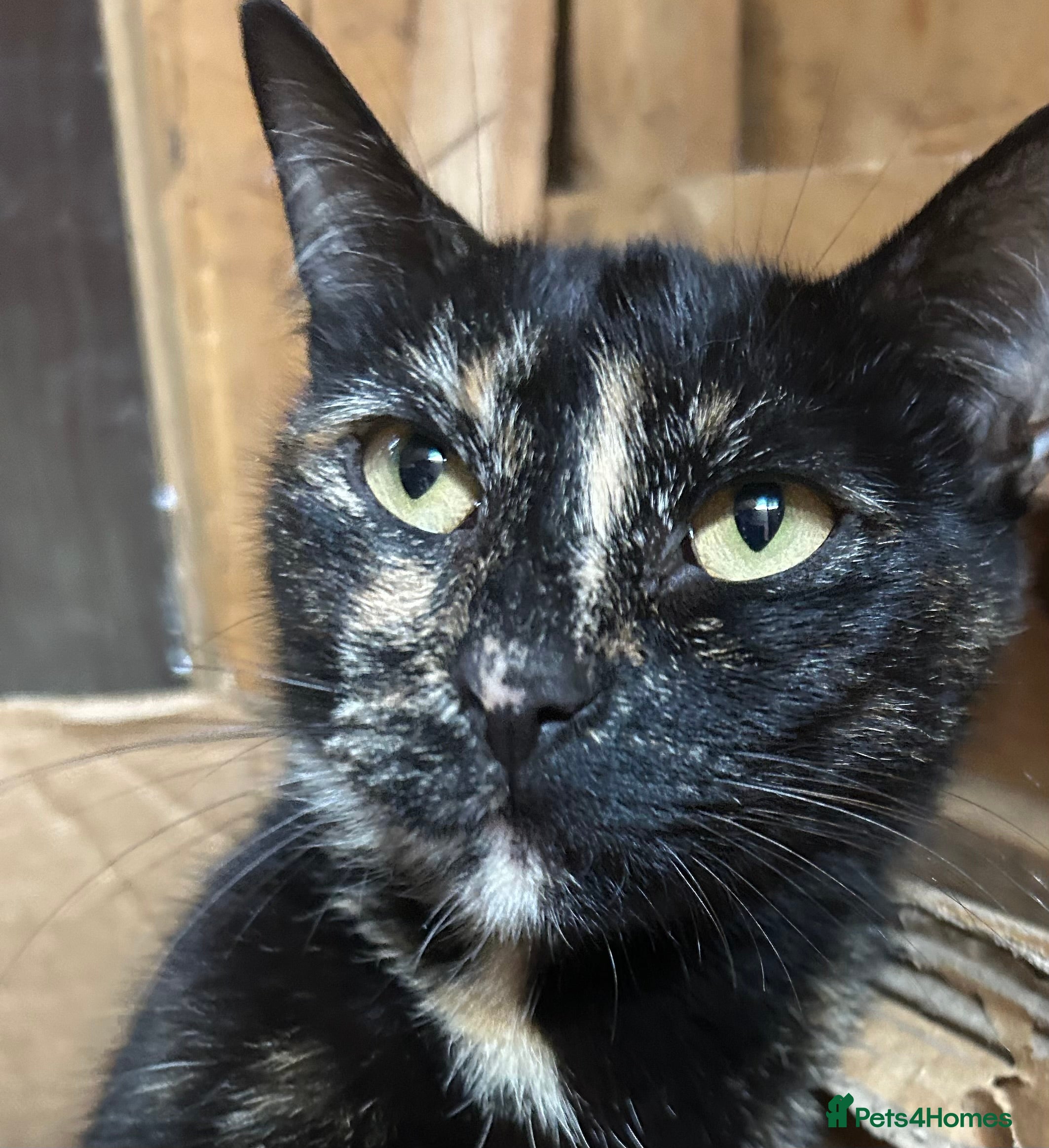 Mixed Breed cats ♥️ Kittens are looking for a new home♥️ - Advert 1