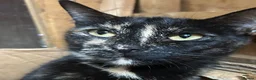 Mixed Breed cats for sale: ♥️ Kittens are looking for a new home♥️ in Leicester - Advert 1