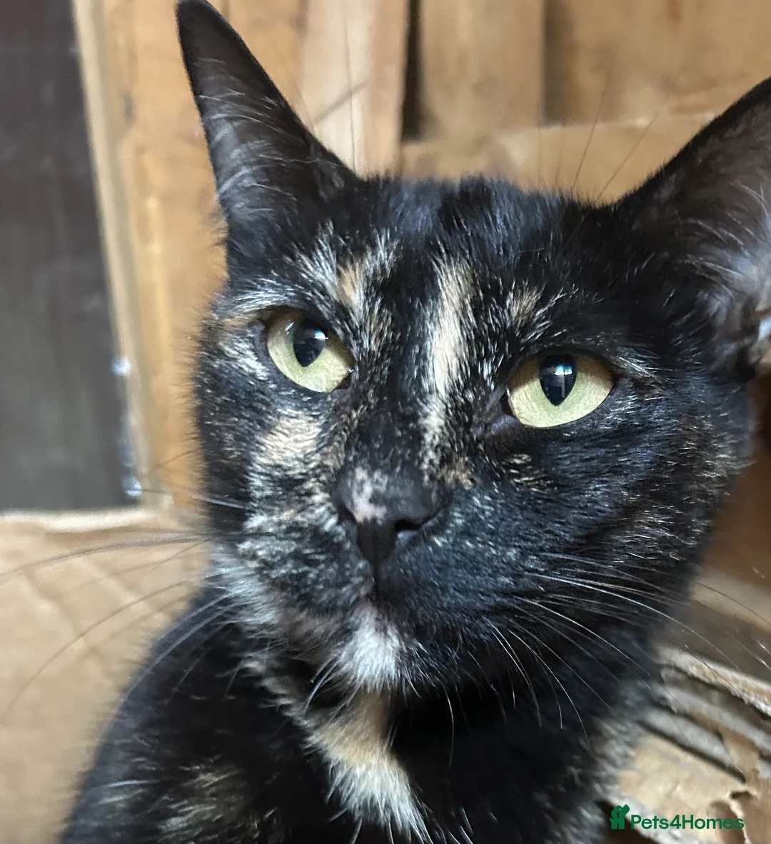 Mixed Breed cats for sale: ♥️ Kittens are looking for a new home♥️ in Leicester - Advert 1