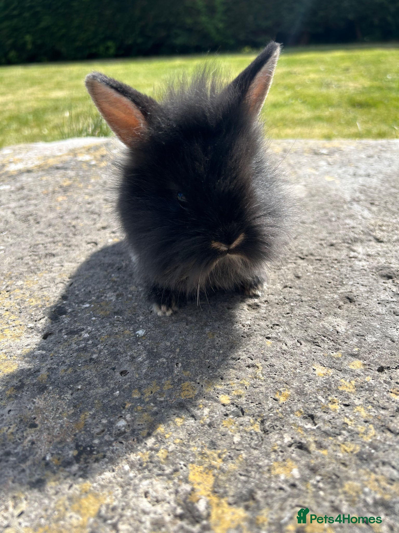 Lionhead rabbits 5 lion head babies  - Advert 10