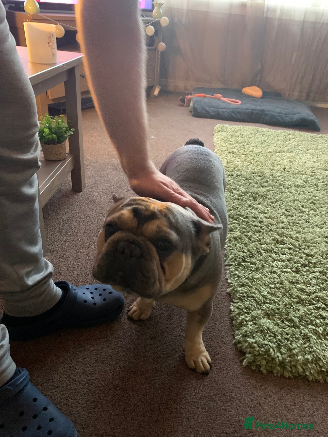 French Bulldog dogs for sale: Male french bulldog - Image 2