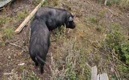Pig livestock for sale: Miniature sows for sale  - Image 4