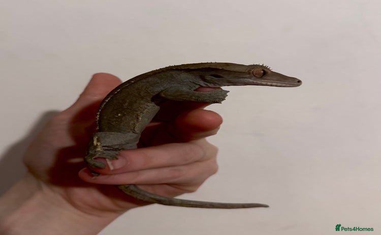 Gecko reptiles - Advert 1