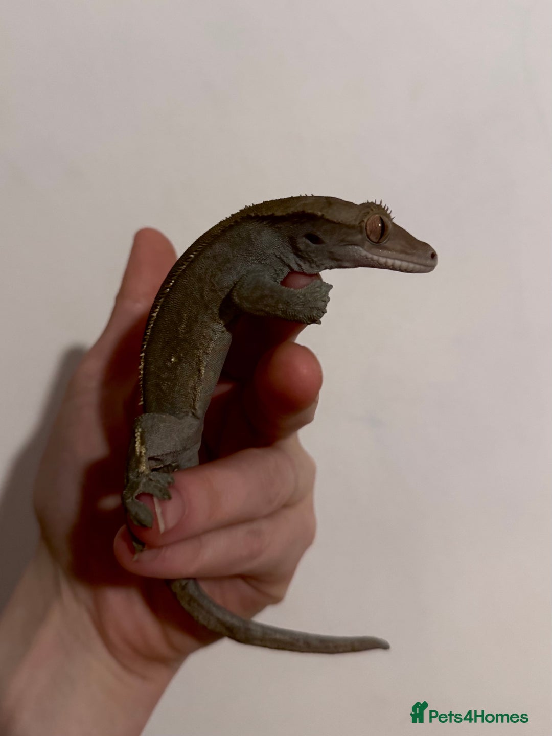 Gecko reptiles for sale: Male & Female crested Gecko Morphs x6 for sale - Image 1