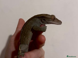 Gecko reptiles - Advert 1