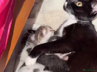Mixed Breed cats 3 kittens 8 weeks need gone asap - Advert 2