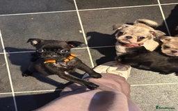 Pug dogs for sale: **Ready to go! 9 week old pug puppies** - Image 4