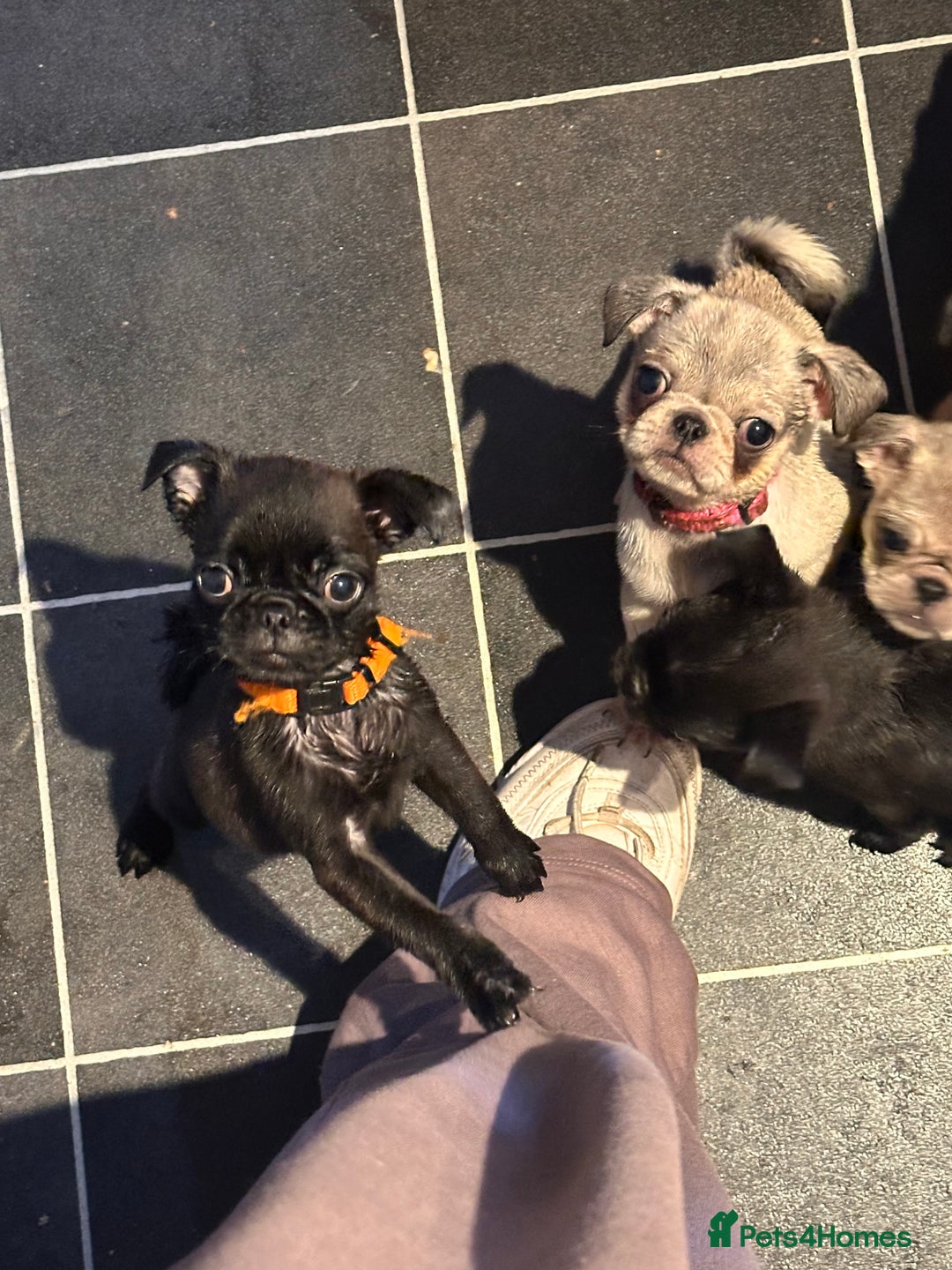 Pug dogs for sale: **Ready to go! 9 week old pug puppies** - Image 4