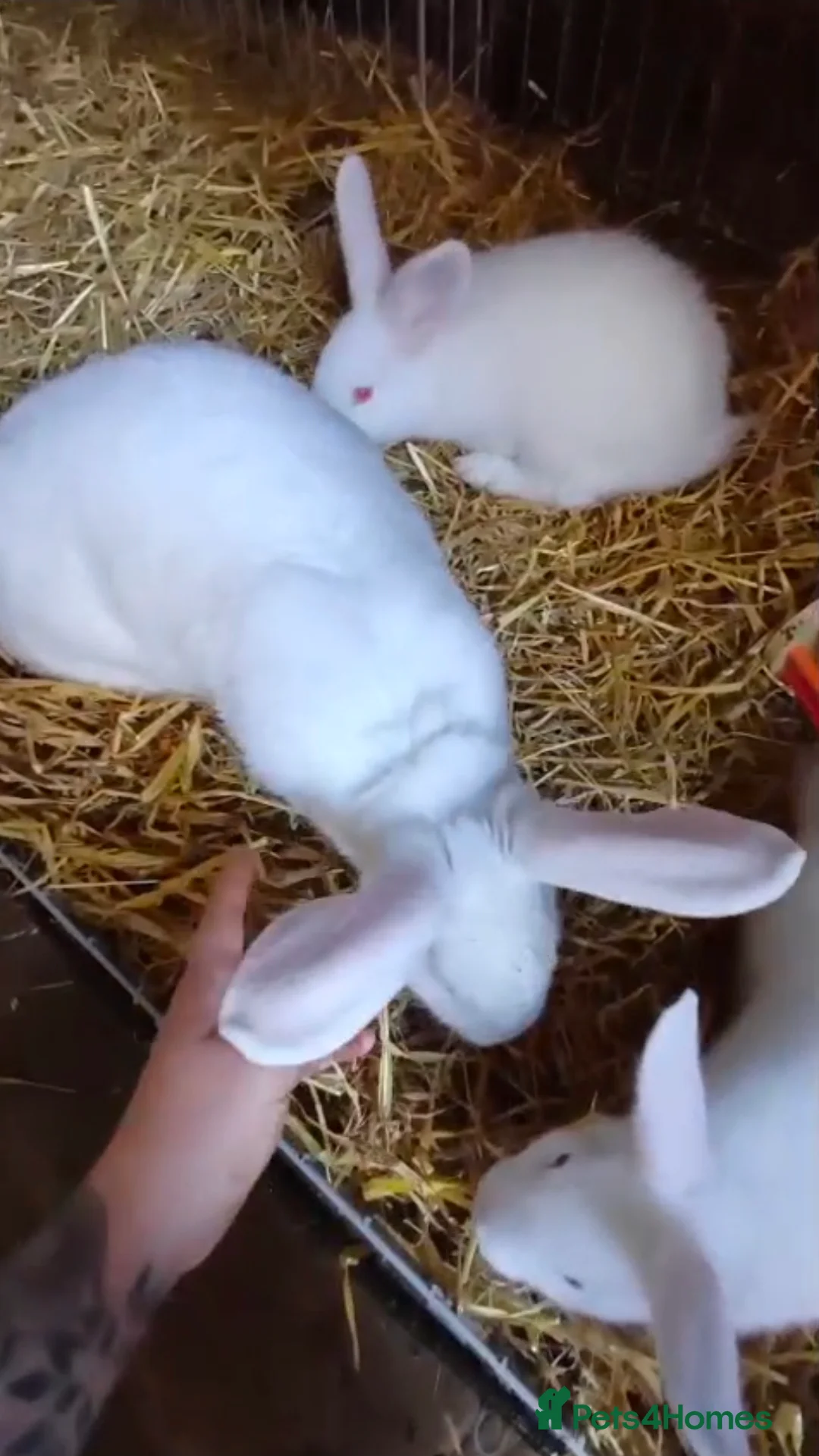 New Zealand rabbits for sale: NewZealand Whites - Advert 2
