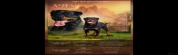 Rottweiler dogs for sale: Rottweiler puppies for show & breeding - Advert 14
