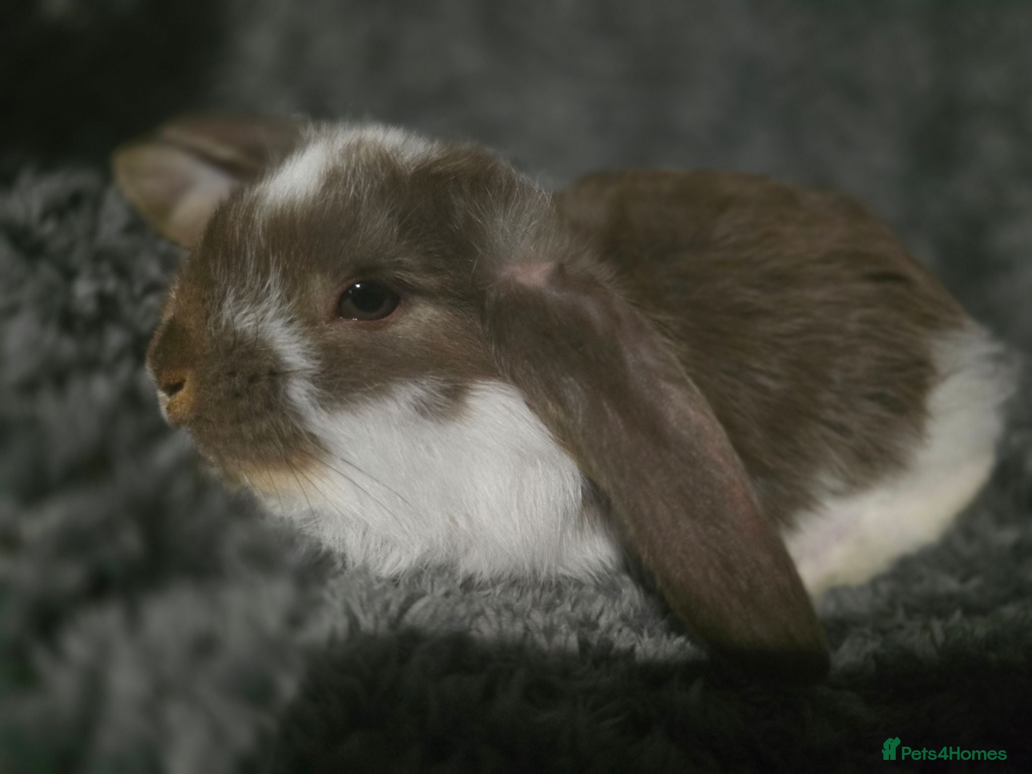 French Lop rabbits REDUCED French lop bunnies  - Advert 2