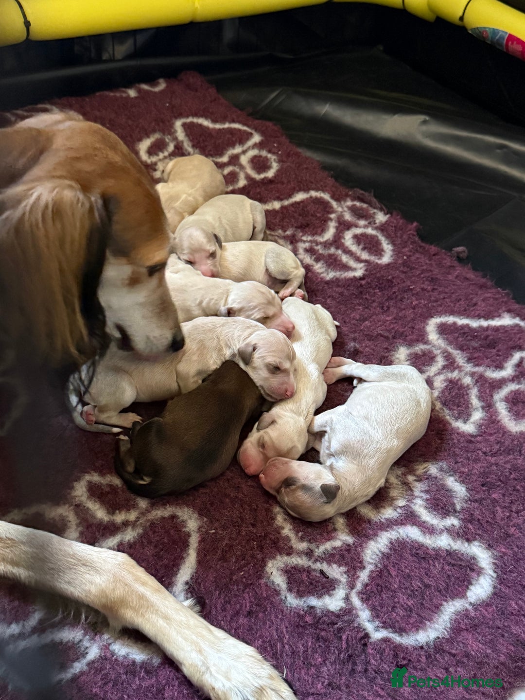 Saluki dogs for sale: Beautiful Saluki  - Image 1