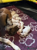 Saluki dogs - Advert 2