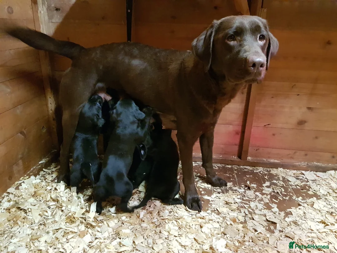 Labrador Retriever dogs for sale: Chunky Black **KC REGISTERED** Labrador puppies - Advert 2