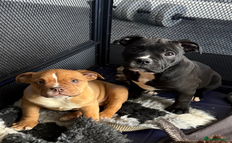 Alapaha Blue Blood Bulldog dogs ALAPAHA BLUE BLOOD BULLDOGS  - Advert 3