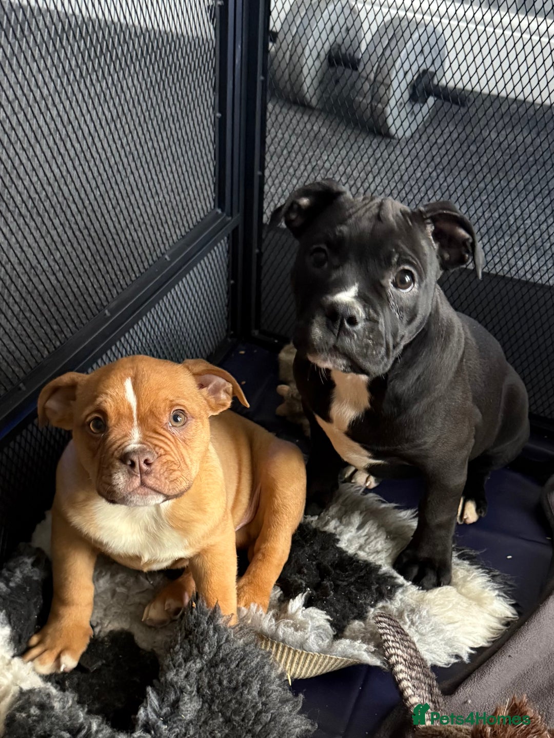 Alapaha Blue Blood Bulldog dogs for sale: ALAPAHA BLUE BLOOD BULLDOGS  - Advert 2