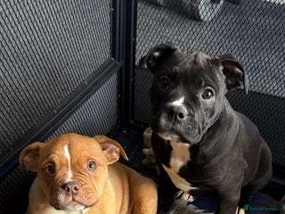 Alapaha Blue Blood Bulldog dogs ALAPAHA BLUE BLOOD BULLDOGS - Advert 3