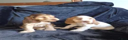 Cocker Spaniel dogs for sale: Kc reg show cocker spaniel - Advert 12