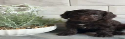 Cockapoo dogs for sale: Ready now f1 Cockerpoos  - Advert 22