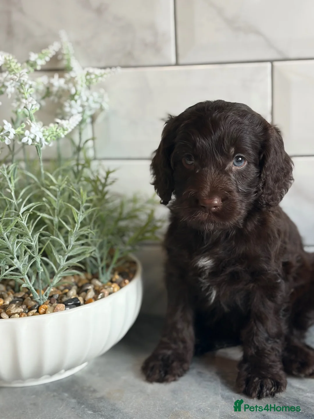 Cockapoo dogs for sale: Ready now f1 Cockerpoos  - Advert 22