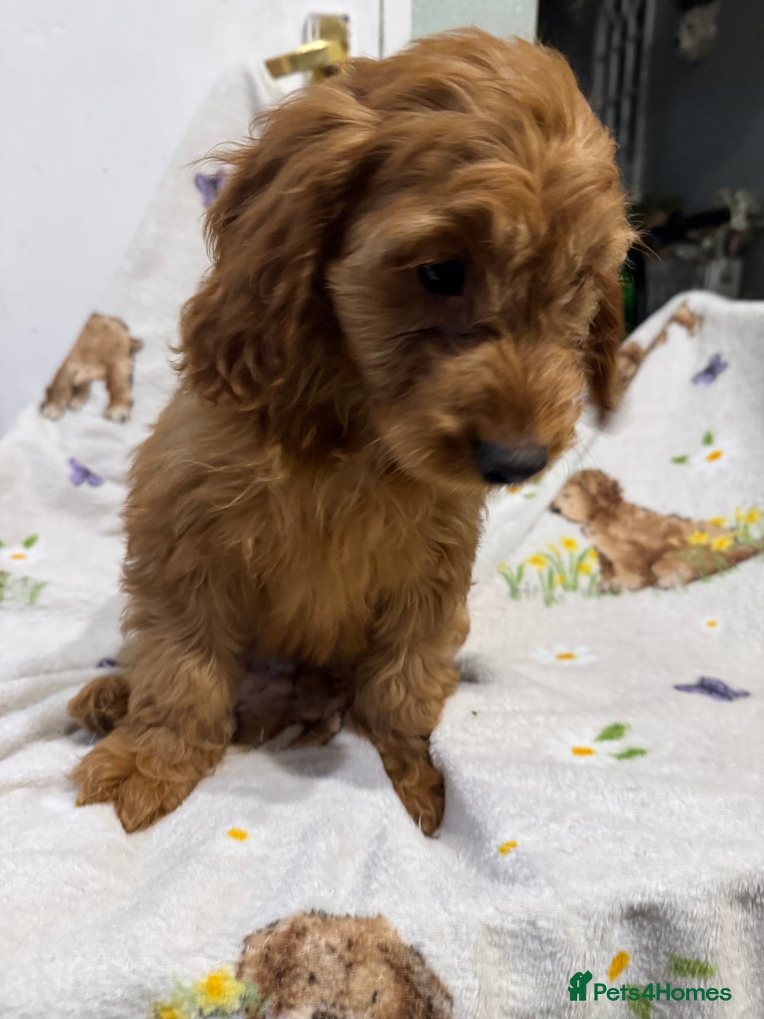 Cockapoo dogs for sale: F1 Cockapoo puppy’s  - Image 16