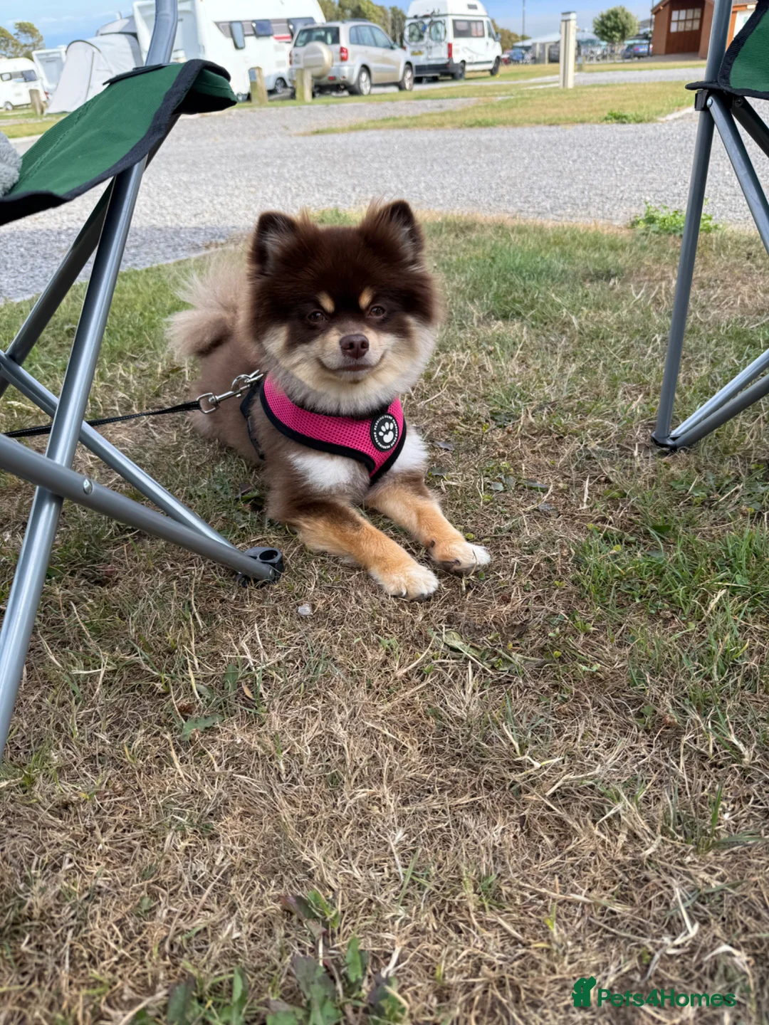 Pomsky dogs for sale: Chocolate and tan Pomsky  in Swansea - Advert 2