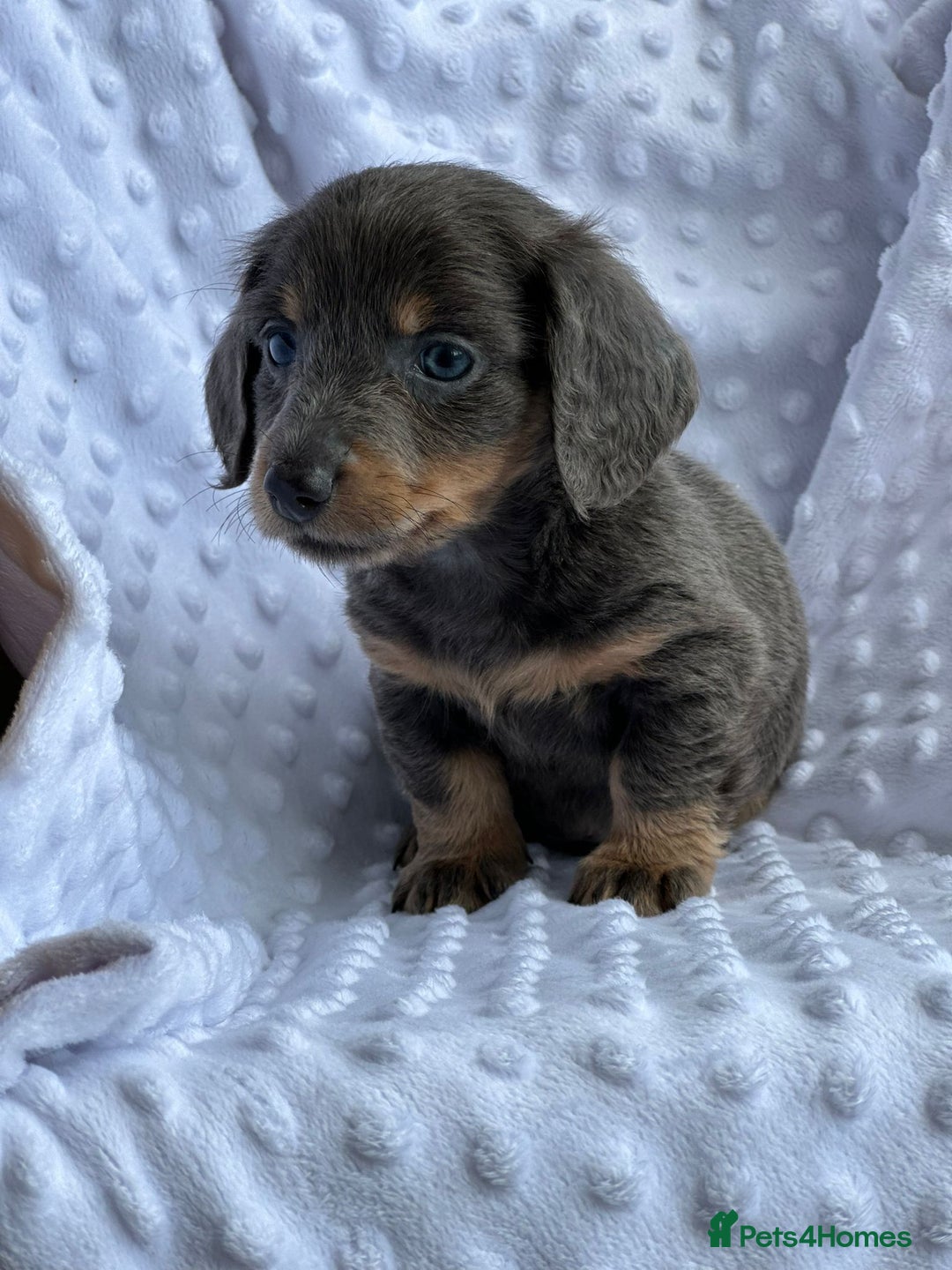 Miniature Dachshund dogs for sale: Miniature Dachshund Puppies  - Image 8