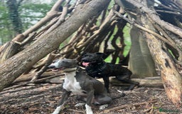 Mixed Breed dogs for sale: Bull whippets - Image 12